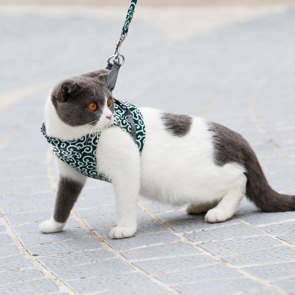 Harness for a cat / dog - Green color, size XS
