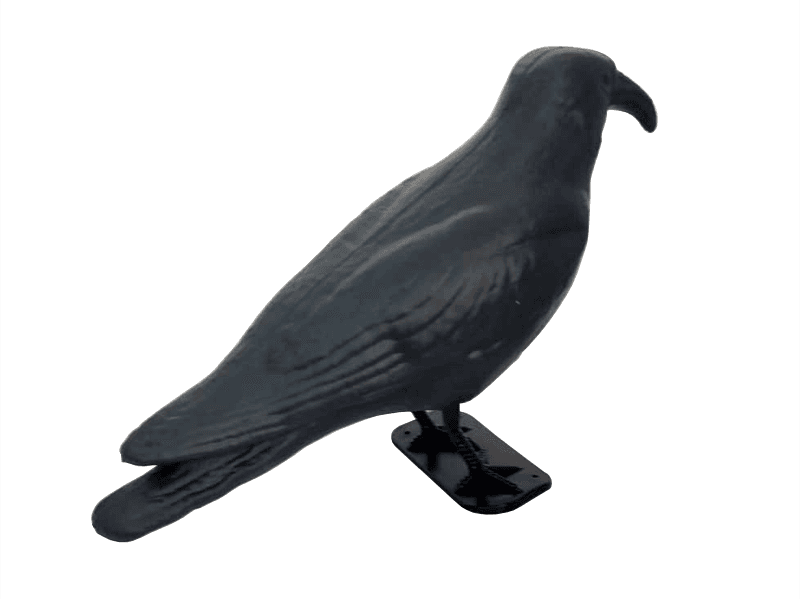 KRUK - Strach na gołębie, szpaki czy wróble