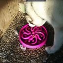 Miska spowalniająca jedzenie dla psa, kota - fioletowa